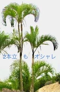 女王ヤシ　特大サイズ　激安❗️耐寒性あり❗️地植えにも❗️ 女王ヤシ（ギリバヤシ）｜株式会社洋香園（公式ホームページ）